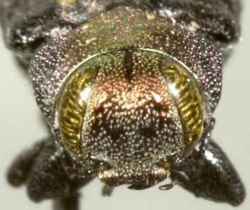 Media type: image;   Entomology 8112 Aspect: head frontal view